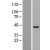 Western Blot: Beta Hydroxysteroid Dehydrogenase Lysate [NBL1-11733] - Western Blot experiments. 
Left-Control; Right -Over-expression Lysate for HSD3B2